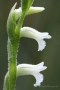 Sommer-Drehwurz (Spiranthes aestivalis)