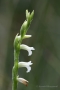 Sommer-Drehwurz (Spiranthes aestivalis)