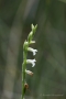 Sommer-Drehwurz (Spiranthes aestivalis)