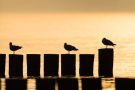 Abendstimmung in Ahrenshoop