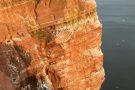 Lummenfelsen Helgoland im Abendlicht