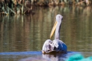 Rötelpelikan (Pelecanus rufescens) an der Fußacher Bucht