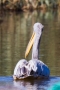 Rötelpelikan (Pelecanus rufescens) an der Fußacher Bucht