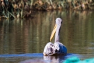 Rötelpelikan (Pelecanus rufescens) an der Fußacher Bucht