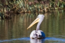 Rötelpelikan (Pelecanus rufescens) an der Fußacher Bucht