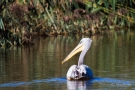 Rötelpelikan (Pelecanus rufescens) an der Fußacher Bucht