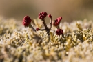 Cladonia cristatella