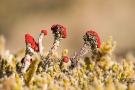 Cladonia cristatella