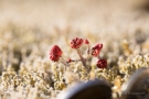 Cladonia cristatella