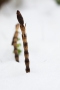 Schachtelhalm (Equisetum) im Schnee