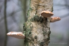 Birken-Porlinge (Fomitopsis betulina) im Nationalpark De Meinweg