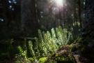 Bärlapp (Lycopodium annotinum)