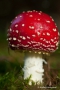 Fliegenpilz (Amanita muscaria) am Tiefenhäuserner Moor