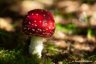 Fliegenpilz (Amanita muscaria) am Tiefenhäuserner Moor