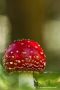 Fliegenpilz (Amanita muscaria) am Tiefenhäuserner Moor