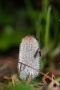 Hasenpfote (Hasen-Tintling) - Coprinopsis lagopus