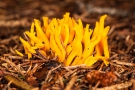 Ziegenbart (Ramaria aurea)