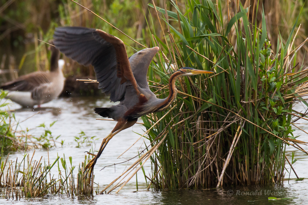 Purpurreiher im Flug