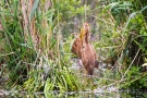 Nestbau-Übung?