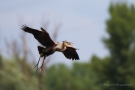 "Rosinenbomber" im Anflug