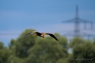 "Rosinenbomber" im Anflug