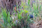 Purpurreiher mit Küken im Nest