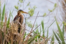 Purpurreiher mit Küken im Nest