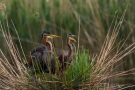 Purpurreiher-Paar im Nest