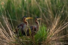 Purpurreiher-Paar im Nest