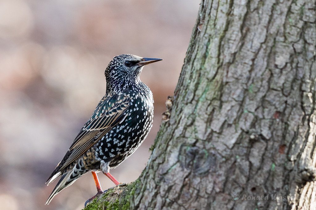 Star (Sturnus vulgaris)