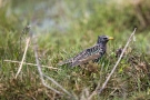 Star (Sturnus vulgaris)