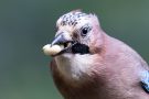 Eichelhäher (Garrulus glandarius)