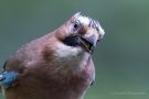 Eichelhäher(Garrulus glandarius)