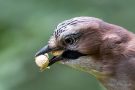 Eichelhäher(Garrulus glandarius)