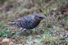 Star (Sturnus vulgaris)