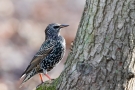 Star (Sturnus vulgaris)