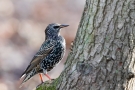 Star (Sturnus vulgaris)