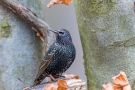 Star (Sturnus vulgaris)