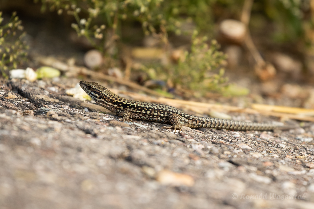 Mauereidechse (Podarcis muralis) am Winklerberg