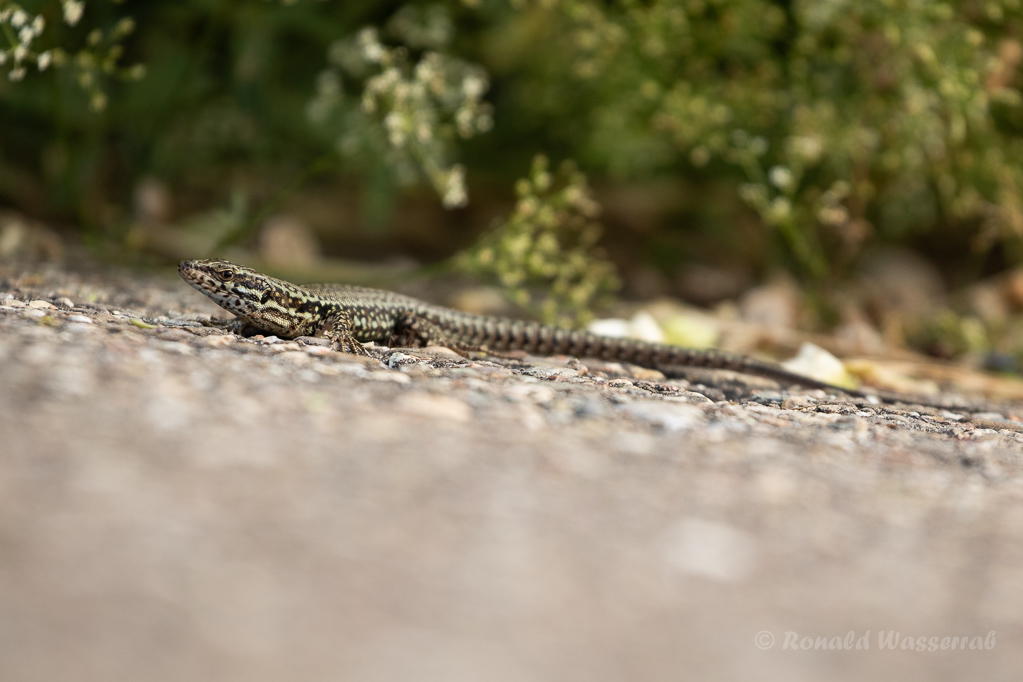 Mauereidechse (Podarcis muralis) am Winklerberg