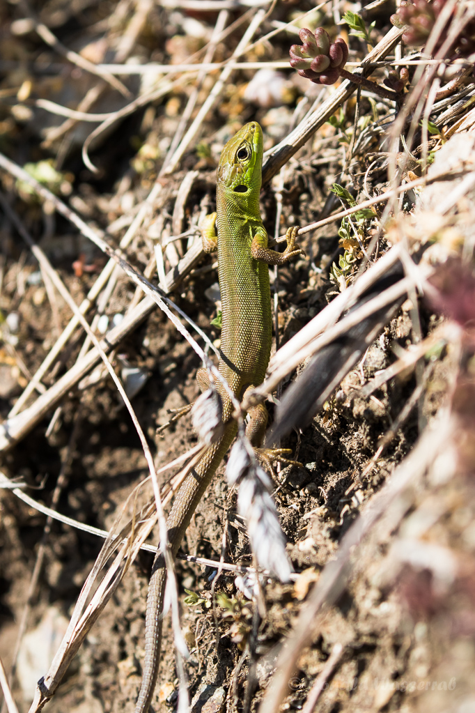Smaragdeidechse (Lacerta bilineata)