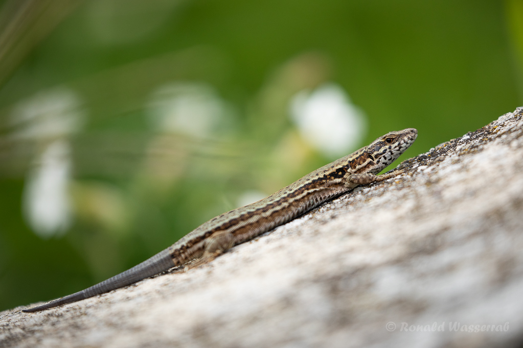 Mauereidechse (Podarcis muralis) mit nachgewachsenem Schwanz