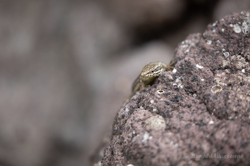 Mauereidechse (Podarcis muralis) am Winklerberg