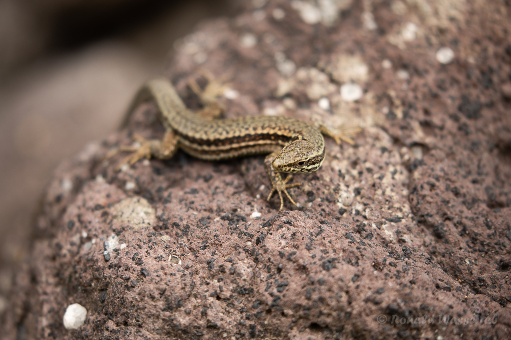 Mauereidechse (Podarcis muralis) am Winklerberg