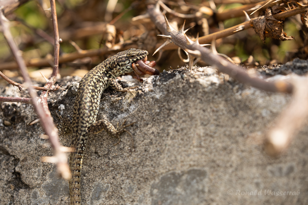 Einen Wurm in Ehren kann niemand verwehren - Mauereidechse (Podarcis muralis)