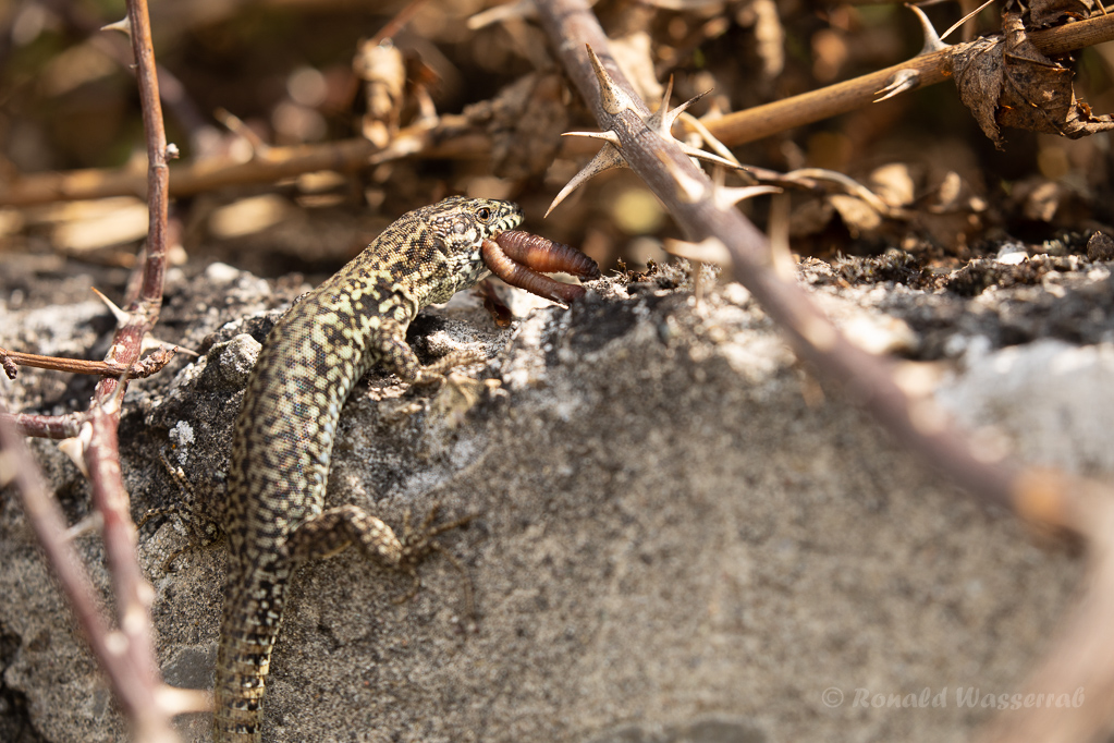Mauereidechse (Podarcis muralis)