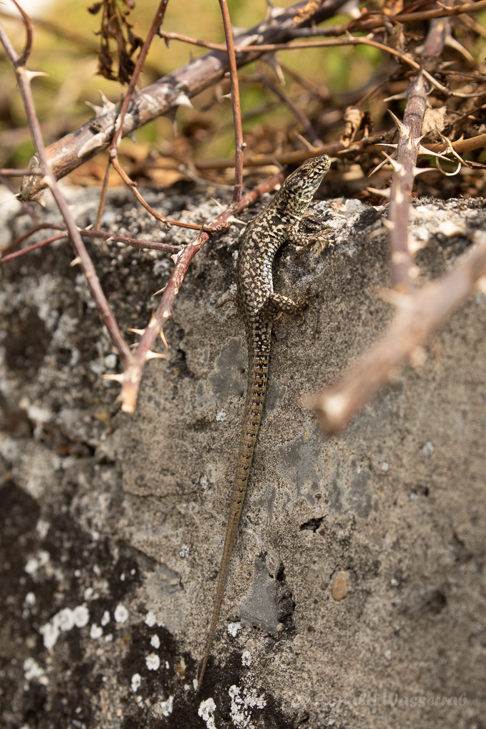 Gesättigt... Mauereidechse (Podarcis muralis)