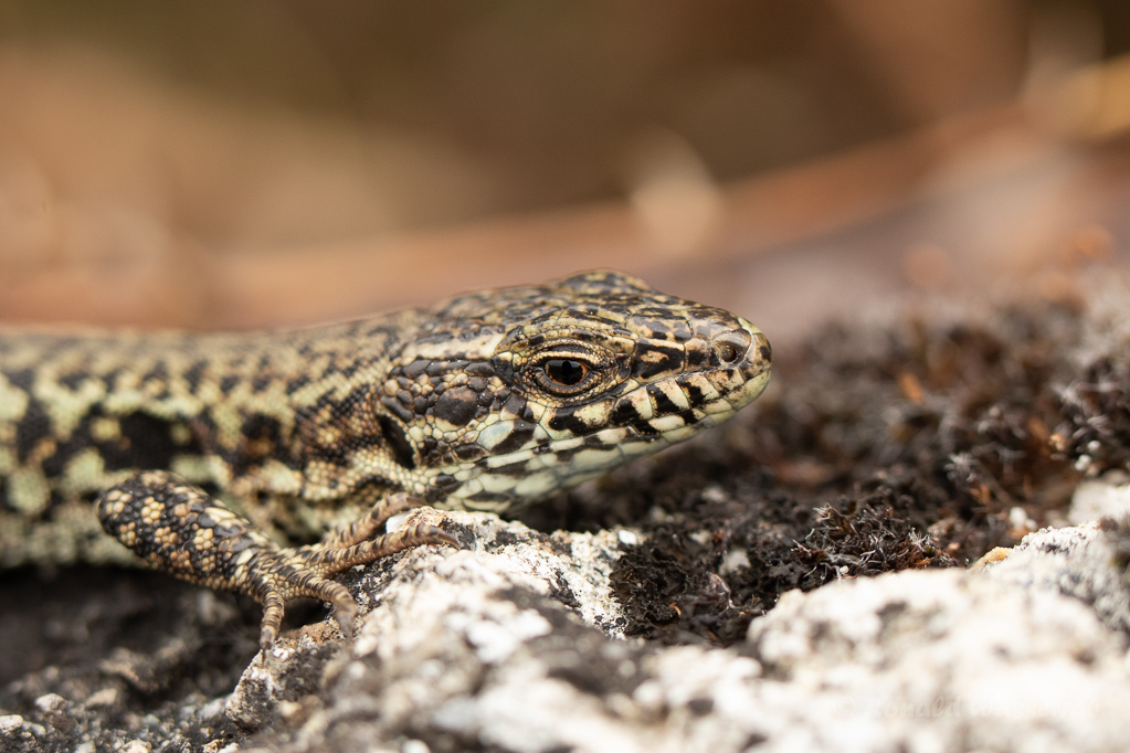 Mauereidechse (Podarcis muralis) am Winklerberg