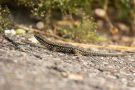 Mauereidechse (Podarcis muralis) am Winklerberg