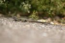 Mauereidechse (Podarcis muralis) am Winklerberg